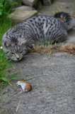 IMG 4938 Cat playing with a mouse